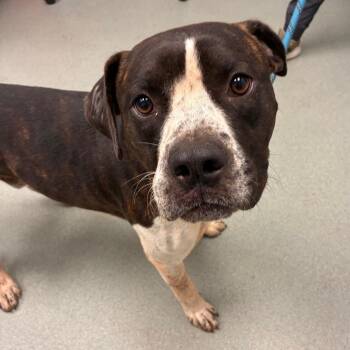 Hawkeye -  Pit Bull Terrier and Boxer Dog for Adoption in Abilene, Texas - Hawkeye | PetCurious