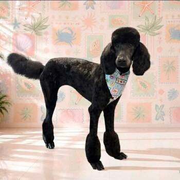 King -  Poodle Dog for Adoption in Wadena, Minnesota - King | PetCurious