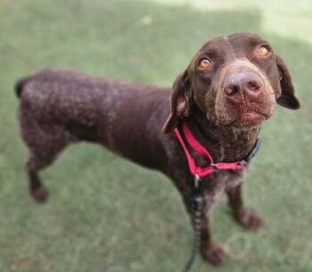 German Shorthaired Pointer Dogs Available for Adoption - Hades | PetCurious