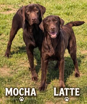Chocolate Labrador Retriever Dogs Available for Adoption - Mocha & Latte | PetCurious