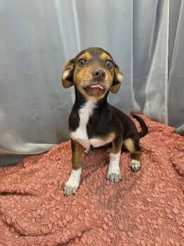Rat Terrier and Beagle Dogs Available for Adoption in Wanaque, New Jersey - Kellen | PetCurious