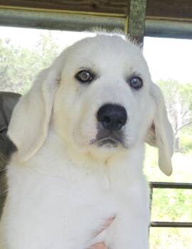 Merlin ATX -  Akbash and Great Pyrenees Dog for Adoption in Quinlan, Texas - Merlin ATX | PetCurious