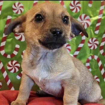 Rescue Chihuahua and Terrier Dogs for Adoption in Griswold, Connecticut - Nola | PetCurious