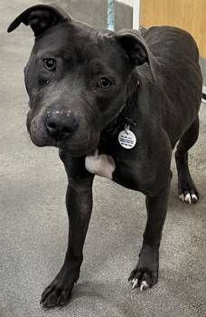 Pit Bull Terrier Dogs Available for Adoption - MOON | PetCurious