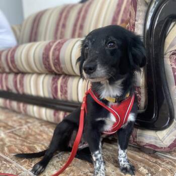 Mercedes -  Chihuahua and Mixed Breed Dog for Adoption in Washington, District Of Columbia - Mercedes | PetCurious