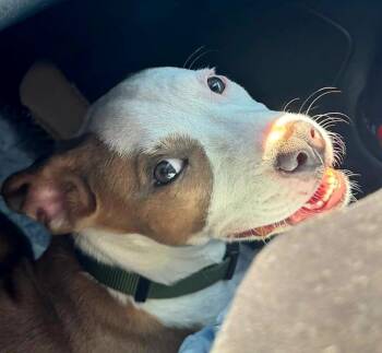 Rescue Labrador Retriever and Mixed Breed Dogs for Adoption in Atlanta, Georgia - Zipper | PetCurious