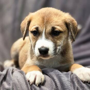 Shepherd and Boxer Dogs Available for Adoption in San Diego, California - Chicago Pup - Red Stars | PetCurious