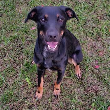 Rescue Chocolate Labrador Retriever and Australian Cattle Dog Blue Heeler Dogs for Adoption in Silver Spring, Maryland - Lilly | PetCurious
