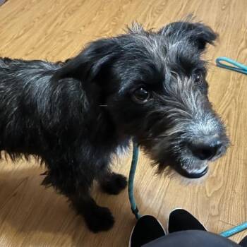 Terrier Dogs Available for Adoption - Posey | PetCurious