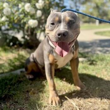 Marshall -  American Staffordshire Terrier Dog for Adoption in Los Angeles, California - Marshall | PetCurious