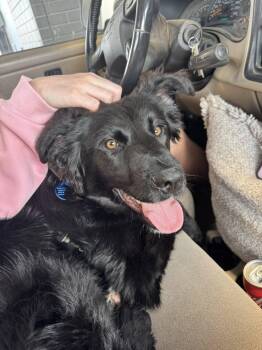Flat Coated Retriever and Collie Dogs Available for Adoption in Indianapolis, Indiana - Watson | PetCurious