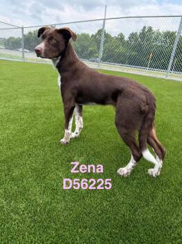 Zena -  Mixed Breed Dog for Adoption in Clarksville, Tennessee - Zena | PetCurious