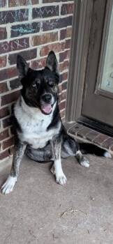 Rescue Husky Dogs for Adoption in Humble, Texas - Bluey | PetCurious