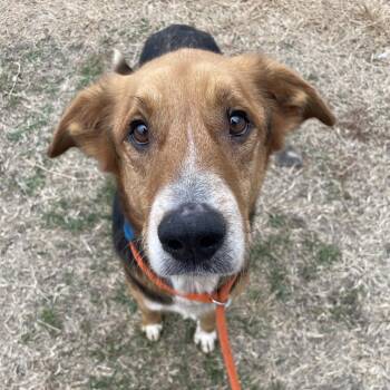 Bean -  Shepherd and Mixed Breed Dog for Adoption in Springfield, Missouri - Bean | PetCurious