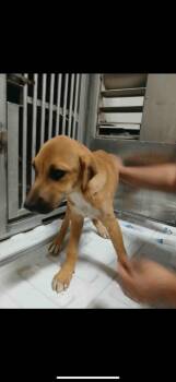 Rescue Labrador Retriever and Hound Dogs for Adoption in Hot Springs, Arkansas - Toast | PetCurious