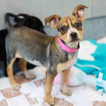 Sunspot -  Shepherd and Mixed Breed Dog for Adoption in Atlanta, Georgia - Sunspot | PetCurious