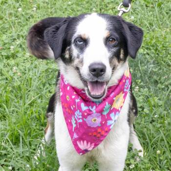 Peach (Female) Avail 8/15 -  Australian Shepherd and Cattle Dog Dog for Adoption in West Grove, Pennsylvania - Peach (Female) Avail 8/15 | PetCurious