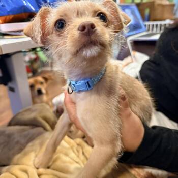 Chihuahua and Mixed Breed Dogs Available for Adoption - Bravo | PetCurious