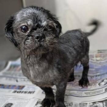 Shih Tzu Dogs Available for Adoption - Vinnie | PetCurious