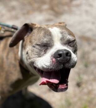 Rescue Pit Bull Terrier Dogs for Adoption in Lacey Township, New Jersey - Maple | PetCurious