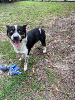 Luka -  Australian Cattle Dog Blue Heeler Dog for Adoption in Little Rock, Arkansas - Luka | PetCurious