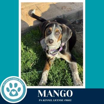 Beagle and Cattle Dog Dogs Available for Adoption in Kimberton, Pennsylvania - Mango 041126 | PetCurious
