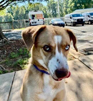 RUBY -  Mixed Breed Dog for Adoption in Charlotte, North Carolina - RUBY | PetCurious