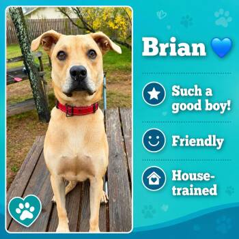 Brian -  Labrador Retriever and Mixed Breed Dog for Adoption in San Antonio, Texas - Brian | PetCurious