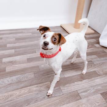 Anastasia -  Chihuahua and Mixed Breed Dog for Adoption in Los Angeles, California - Anastasia | PetCurious