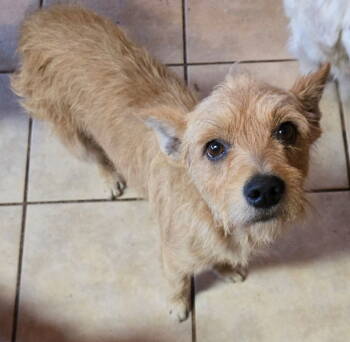 Rescue Norfolk Terrier and Terrier Dogs for Adoption in San Antonio, Texas - Tom | PetCurious