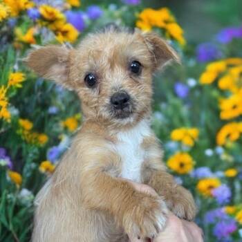 Terrier Dogs Available for Adoption - Goldie | PetCurious