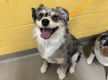 Australian Shepherd Dogs Available for Adoption in Colorado Springs, Colorado - BIGSBY | PetCurious