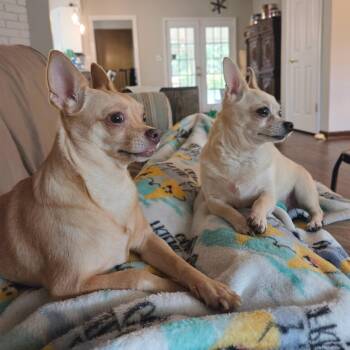 Chihuahua Dogs Available for Adoption - Roscoe & Penny | PetCurious