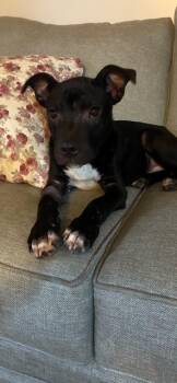 Toby -  Pit Bull Terrier Dog for Adoption in Somerset, Kentucky - Toby | PetCurious