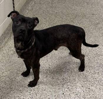 Zoren -  Pit Bull Terrier and Mixed Breed Dog for Adoption in Kansas City, Missouri - Zoren | PetCurious