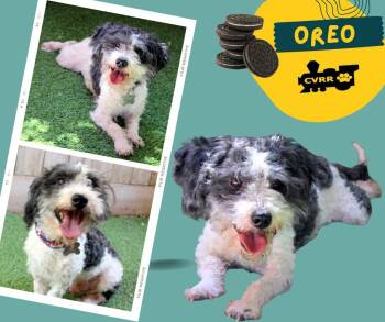 Oreo -  Shih Tzu and Poodle Dog for Adoption in Lindsay, California - Oreo | PetCurious