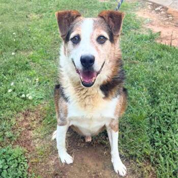 Rescue Beagle and Shepherd Dogs for Adoption in New York, New York - Derry | PetCurious