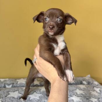 Olive -  Chihuahua and Italian Greyhound Dog for Adoption in Boulder, Colorado - Olive | PetCurious