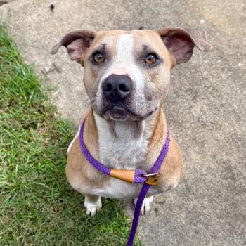 Trouble 2315 -  Mixed Breed Dog for Adoption in Columbus, Georgia - Trouble 2315 | PetCurious