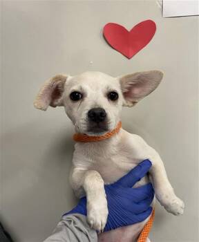 MITCH -  Chihuahua and Mixed Breed Dog for Adoption in Ontario, California - MITCH | PetCurious