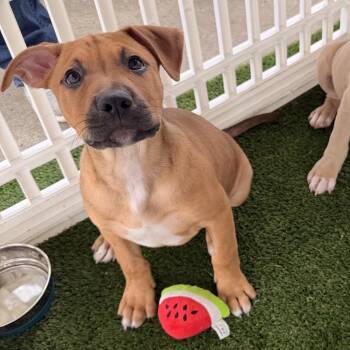 Pit Bull Terrier Dogs Available for Adoption - Ratchet | PetCurious