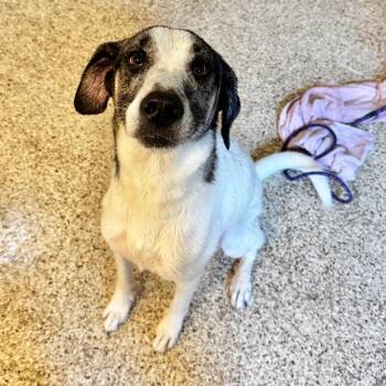 Ramona -  Shepherd and Mixed Breed Dog for Adoption in Brownsboro, Alabama - Ramona | PetCurious