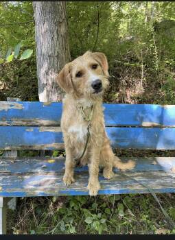 Kingsley -  Labradoodle and Wirehaired Terrier Dog for Adoption in Little Rock, Arkansas - Kingsley | PetCurious