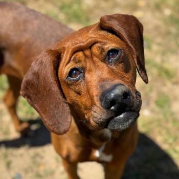 Mixed Breed Dogs Available for Adoption in Goleta, California - Canela | PetCurious