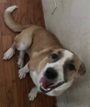 Skye -  Pyrenean Shepherd and Collie Dog for Adoption in Susanville, California - Skye | PetCurious