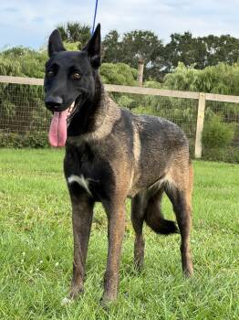 Rescue Belgian Shepherd Malinois Dogs for Adoption - Star | PetCurious