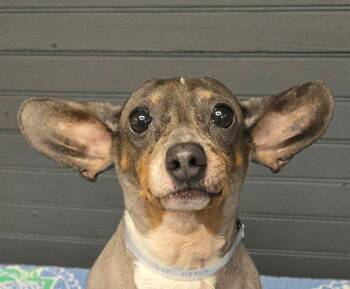 Harry -  Chinese Crested Dog and Dachshund Dog for Adoption in Newport, Tennessee - Harry | PetCurious