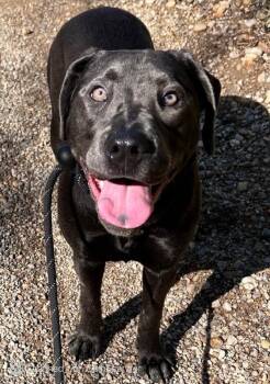 Labrador Retriever Dogs Available for Adoption in Aurora, Illinois - Zarah | PetCurious