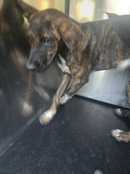 FABLE -  Labrador Retriever Dog for Adoption in San Antonio, Texas - FABLE | PetCurious