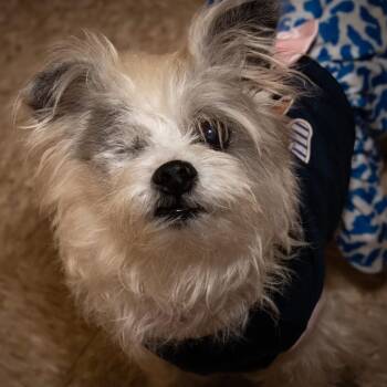 Maggie -  Rat Terrier Dog for Adoption in Santa Fe, Texas - Maggie | PetCurious